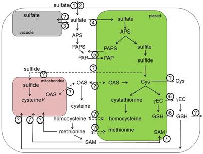 Transporters in plant sulfur metabolism